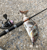 Καλάμια Ψαρέματος Pregio Passion Ultra Light Shore Jigging ULSJ-1874
